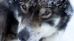 Ihr Husky wartet bereits auf Sie.