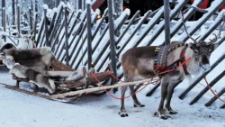 Erleben Sie eine einmalige Rentierschlittenfahrt